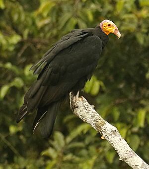 Great Yellow-headed Vulture