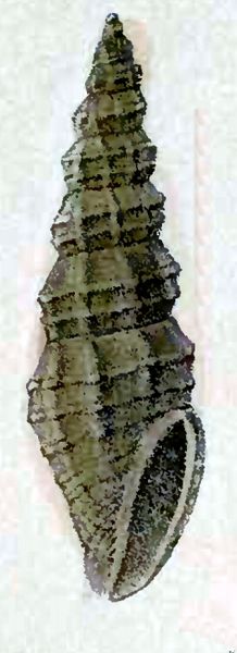 Guraleus lallemantianus 001