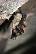 Healthy little brown bat (6950595524).jpg