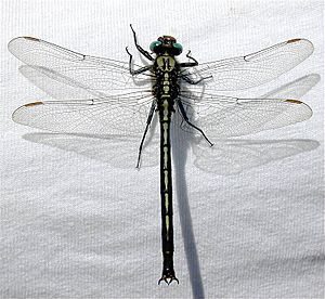 Horned-clubtail-on-shirt