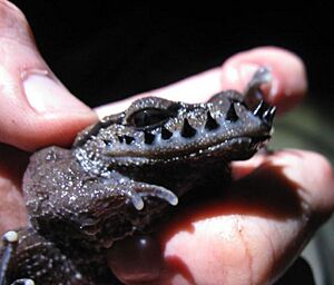 Hudson Fu PLoS ONE 2013 Leptobrachium boringii A
