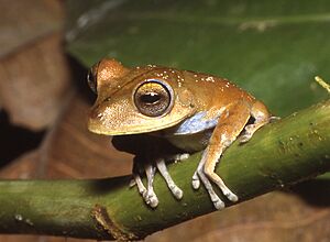 Hypsiboas calcaratus