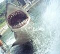 Jaws (5530370622)