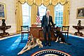 Joe Biden petting Champ and Major in Oval Office, 9 February 2021