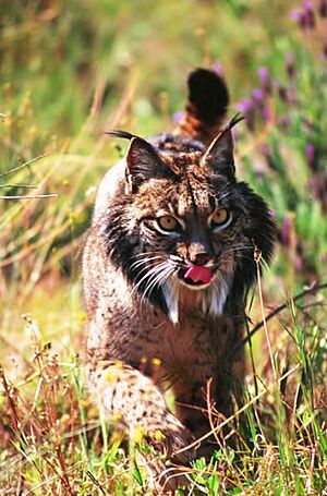 Lince Ibérico Doñana