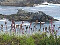 Los Molles Flora