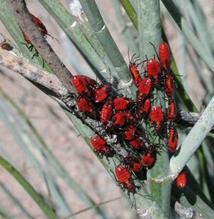 Lygeaus kalmii nymphs