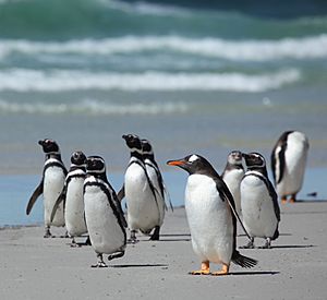 Magellanic and Gentoo Penguins (5559984713)