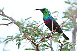 Marico sunbird, Cinnyris mariquensis, at Marakele National Park, Limpopo, South Africa (45782436315)