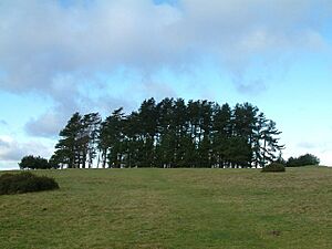 May Hill - geograph.org.uk - 7712