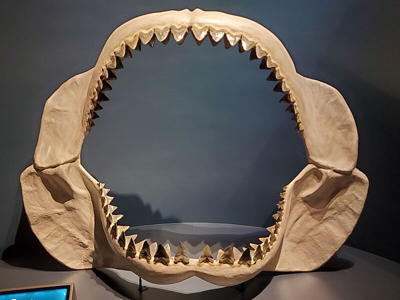 Megalodon jaw, Tellus Science Museum