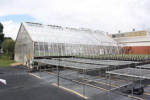 Meringa Sugar Experiment Station glasshouses (2013).jpg