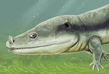 Microposaurus averyi.jpg