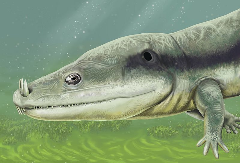 Microposaurus averyi