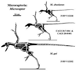 Microraptor Skeletons by Qilong
