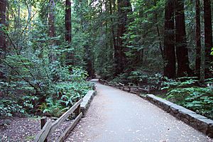Muir woods trail