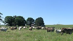 Murray Grey cows and calves