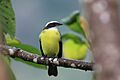 Myiozetetes similis - 2017