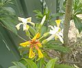 Native frangipani flowers