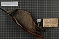 Naturalis Biodiversity Center - RMNH.AVES.140552 1 - Ptiloris magnificus intercedens Sharpe, 1882 - Paradisaeidae - bird skin specimen