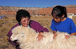 Navajo people and sheep