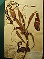 Nepenthes mirabilis herbarium specimen