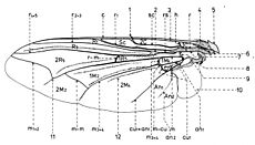 Nervation des Sarcophagidae