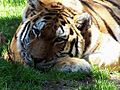 Norfolk Zoo Tiger