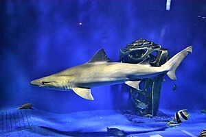 Odontaspis ferox swim in an aquarium.jpg