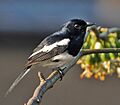 Oriental Magpie Robin (Copsychus saularis)- Male at Kolkata I IMG 3003