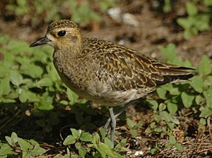 Pacific goldenplover LEI08