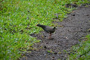 Paint-billed crake on Floreana Island