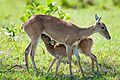 Pampas deer nursing fwan