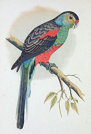 Paradise Parrot