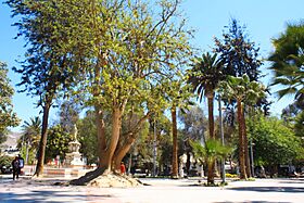 Paseo dia Plaza de Armas de Copiapó.jpg