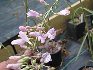 Penstemon comarrhenus.jpg