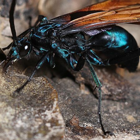 Pepsis