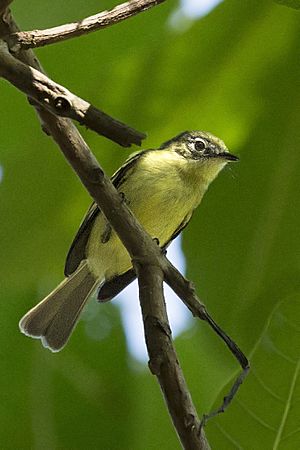 Phylloscartes flavovirens - Yellow-green Tyrannulet; Panamá.jpg