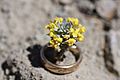 Physaria congesta plant in ring dudley bluffs bladderpod