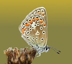 Polyommatus icarus (female) - Kulna