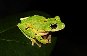 Pseudophilautus poppiae.jpg