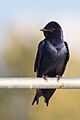 PurpleMartin cajay