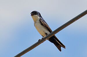 Pygochelidon cyanoleuca -Capao do Leao, Rio Grande do Sul, Brazil-8.jpg