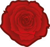 Red rose 02