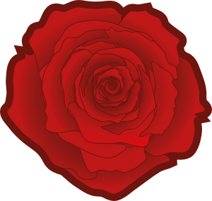 Red rose 02
