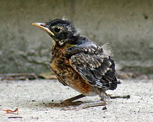 Amazing Facts about Robins  OneKindPlanet Animal Education & Facts