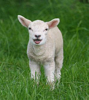 Sheep, Stodmarsh 6