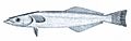 Spearfish remora