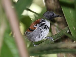 Spotted Antbird.jpg