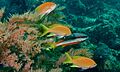 Square-spot Fairy Basslets (Pseudanthias pleurotaenia) female and Two-spot Banded Snapper (Lutjanus biguttatus) (8498479068)